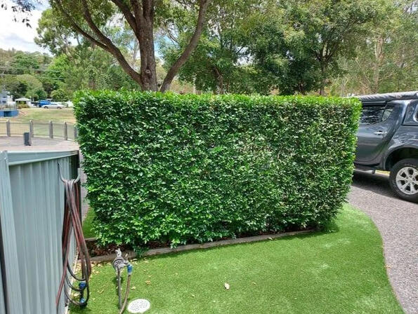 Hedge Trimming