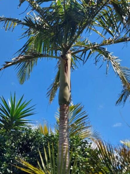 Palm Tree After