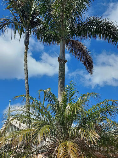 Palm Tree Clean Up